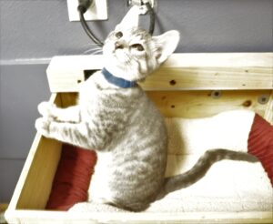 Breeze - Male, Born 5/22/22