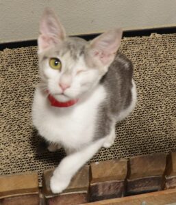 Mali - Female, born 5/14/22