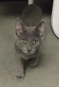 Misty - Female, Born 5/22/22