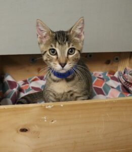 Ricotta - Male, Born 4/17/22