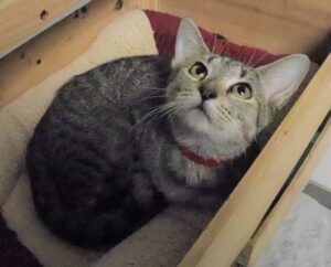 Tiger Lily - Female, Born 7/10/21