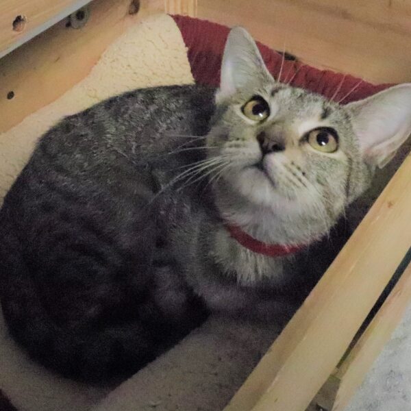 Tiger Lily - Female, Born 7/10/21