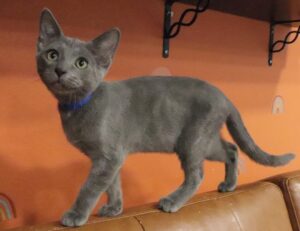 Lightning - Male, Born 5/22/22