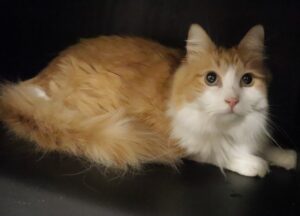 Butterscotch - Male, Born 9/17/16
