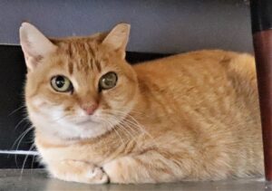 Chrissy - Female, Born 8/17/10