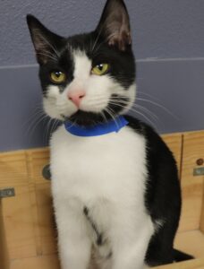 Domino - Male, Born 4/7/22
