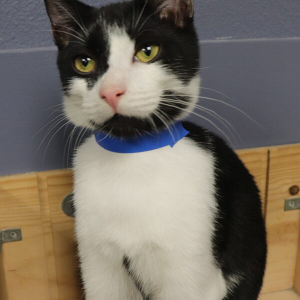 Domino - Male, Born 4/7/22