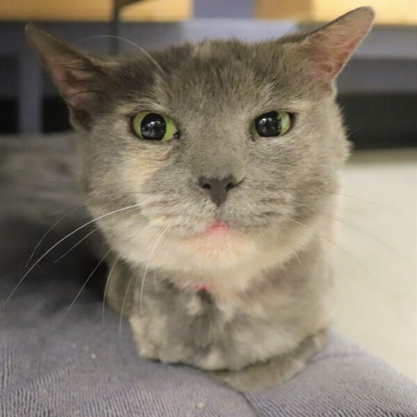 Loca - Female, Born 4/21/21