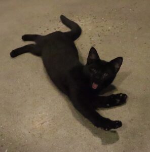 Rainbow - Female, Born 5/22/22