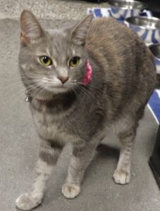 Shade- Female, Born 7/21/20