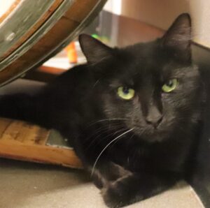 Sherah - Female, Born 4/30/21