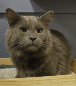 Smokey Joe - Male, Born 6/1/21