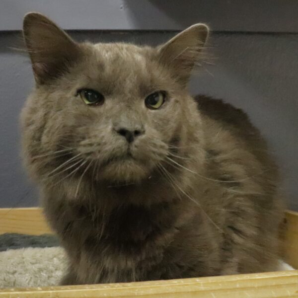 Smokey Joe - Male, Born 6/1/21