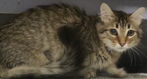Sweetie - Female, Born 3/25/22