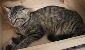 Declan -l Male, Born 3/4/21