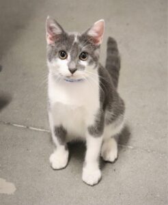 Gray - Male, Born 6/4/22