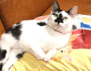 Inky - Female, Born 11/25/21