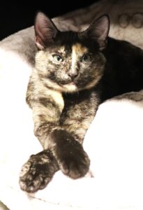 Meredith - Female, Born 6/11/22