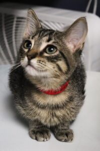 Olive - Female, Born 5/30/22