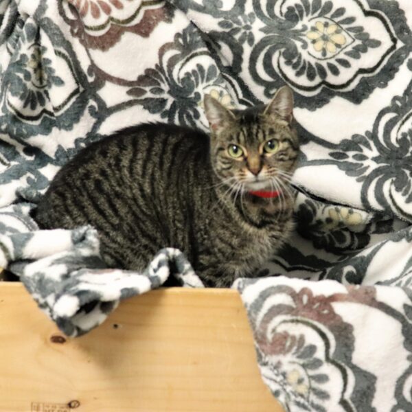 Tiger Lily - Female, Born 7/10/21