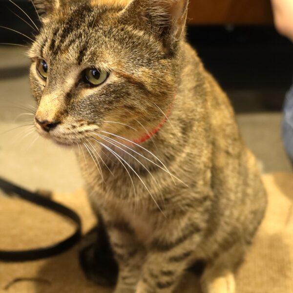 Aubergine - Female, Born 3/21/22