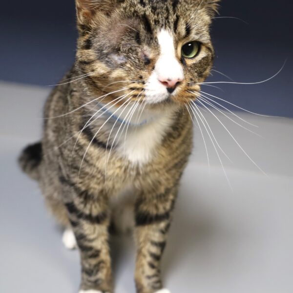 Blinkie - Male, Born 2/28/21