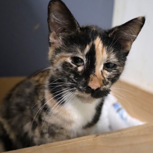Callie - Female, Born 9/28/22