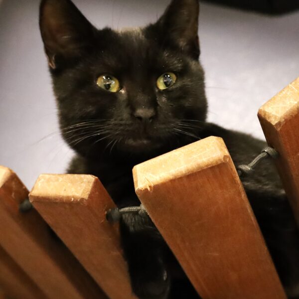 Clawdia - Female Born 11/15/22
