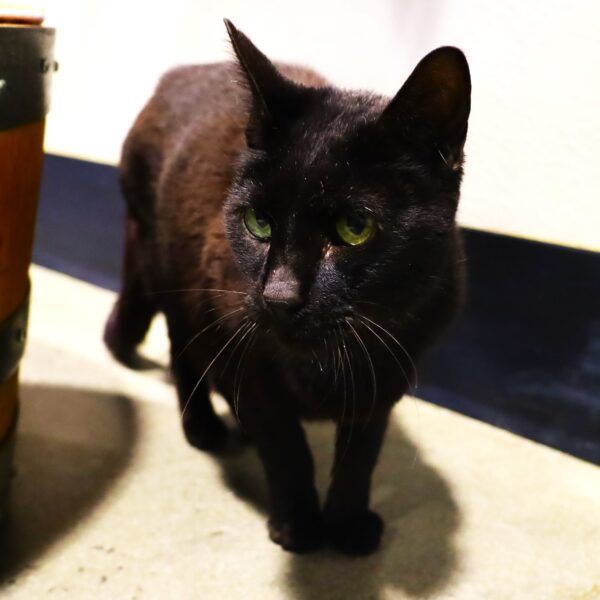 Cole - Male, Born 9/10/13
