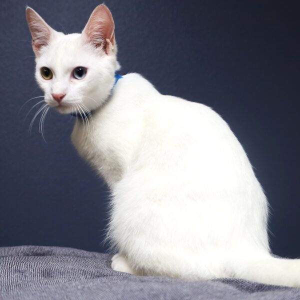 Cottage Pie - Male, Born 7/14/22