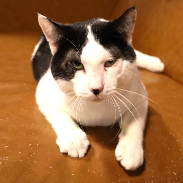 Jimbo - Male Born 1/1/21