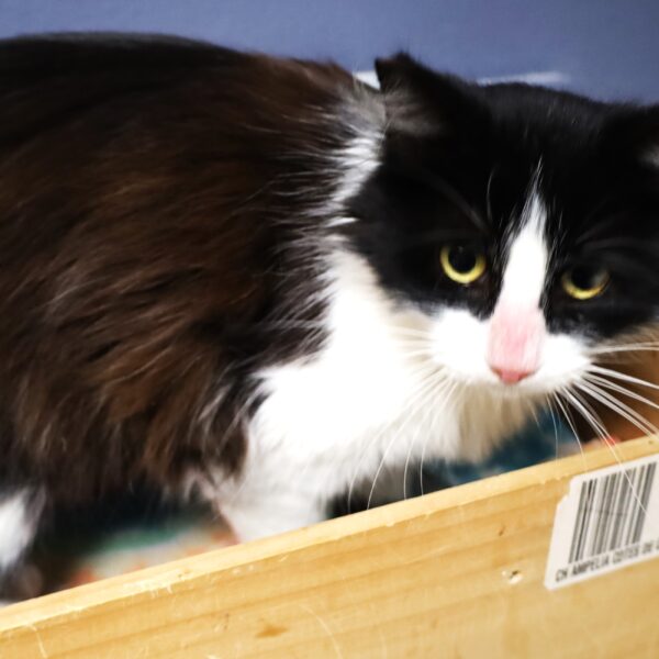 Lila - Female, Born 11/24/21