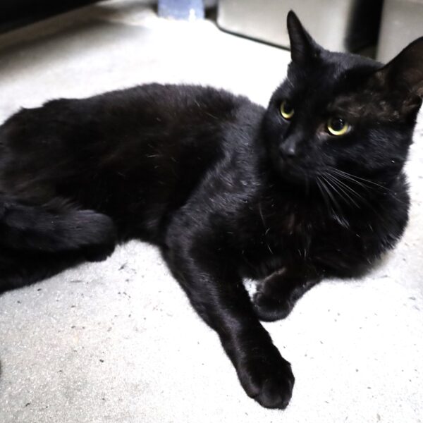 Mercutio - Male, Born 8/12/18