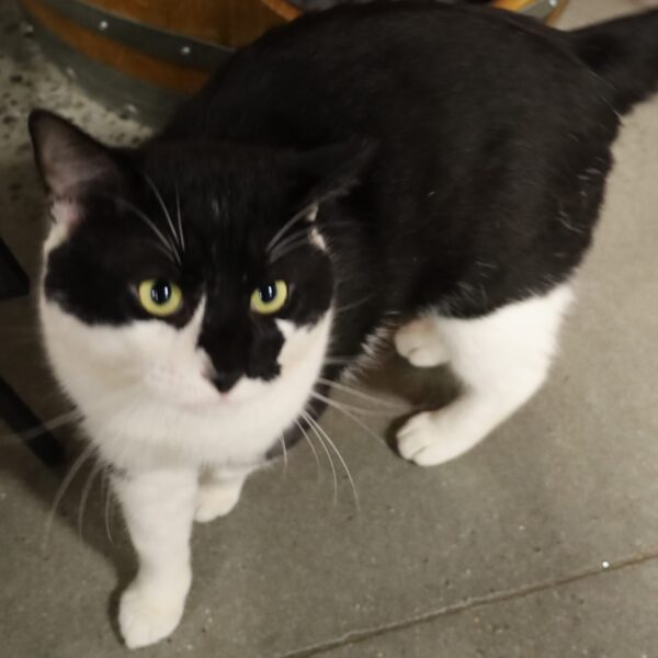 Moo Cow - Male, 8/9/19