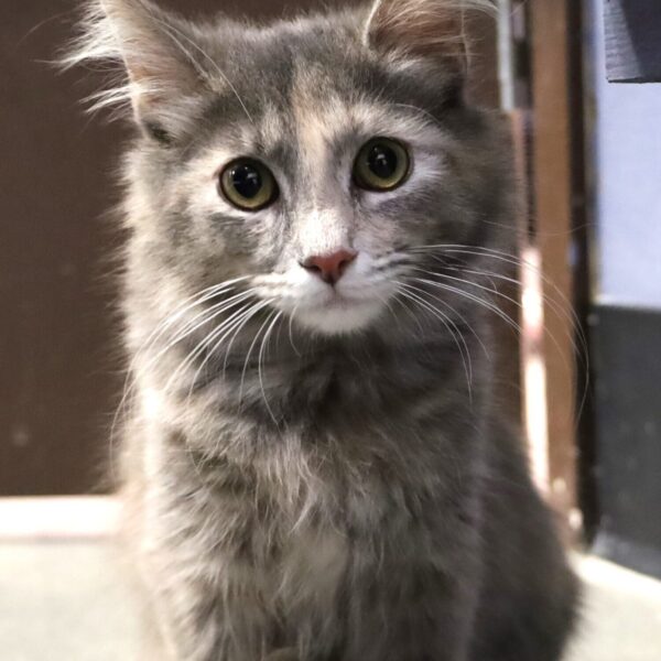 Olive - Female, Born 10/26/22