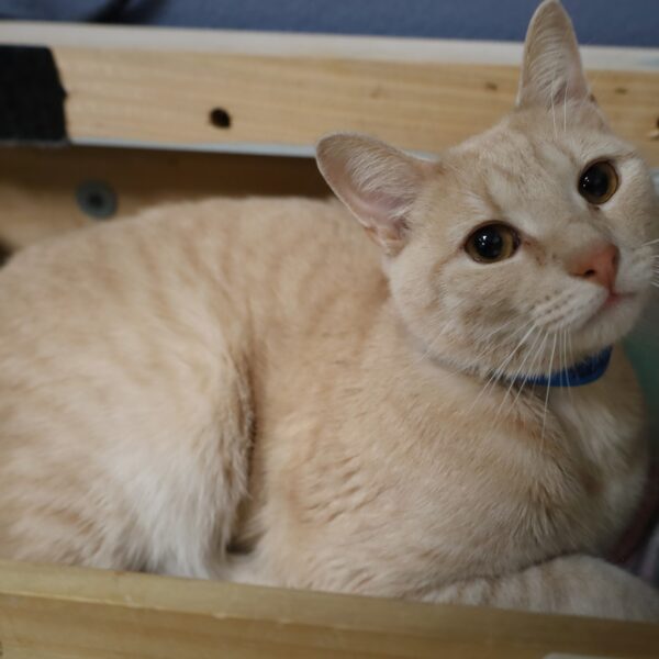 Yandel - Male, Born 3/20/20