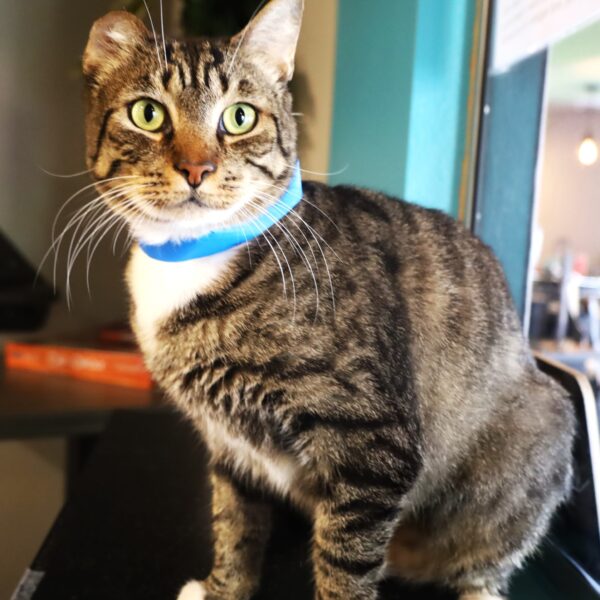 Buster - Male, Born 10/04/18