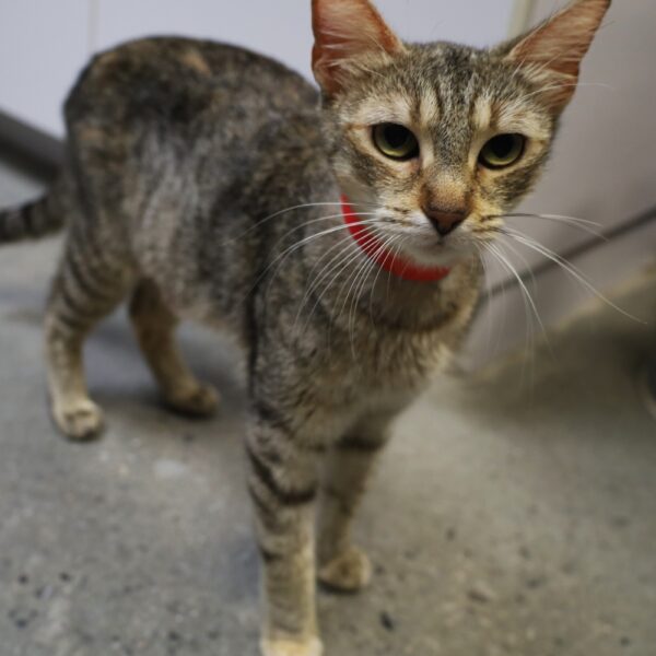 Pixie - Female, Born 11/29/21