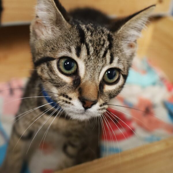 Balthazar - Male, Born 2/21/23