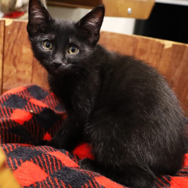 Darcy - Male, Born 2/15/23