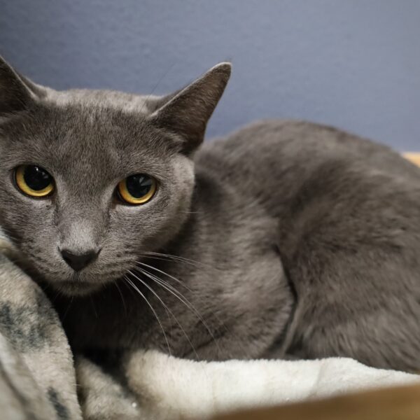 Gabby - Female Born 1/19/22