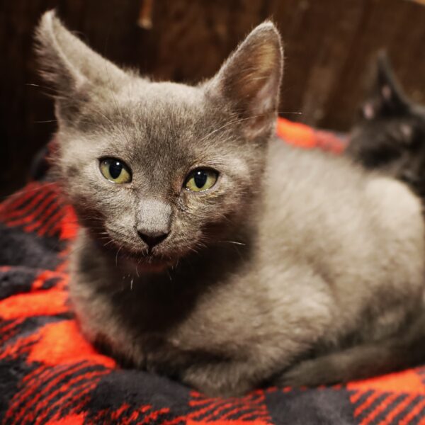 Bubba - Male, Born 3/20/23