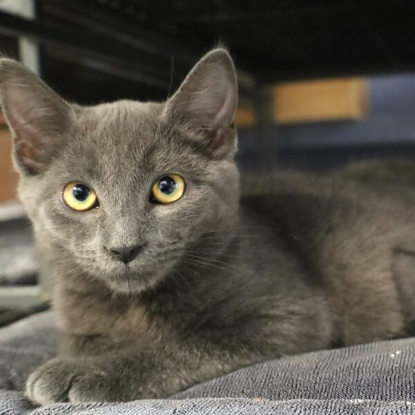 Purrence - Female, Born 2/15/23