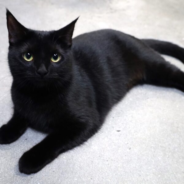 Maisey - Female, Born 9/17/22