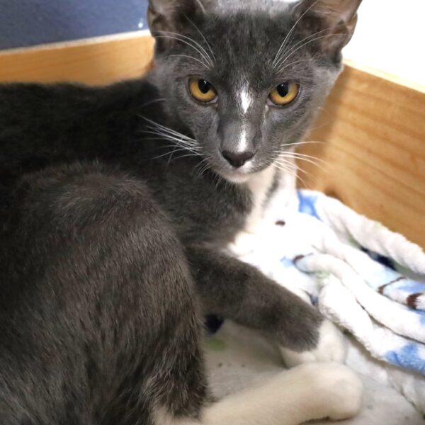 Bacardi - Male, Born 3/9/23