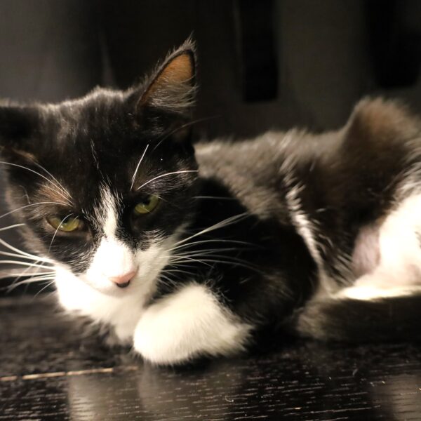 Cookie Crush - Female, Born 1/17/23