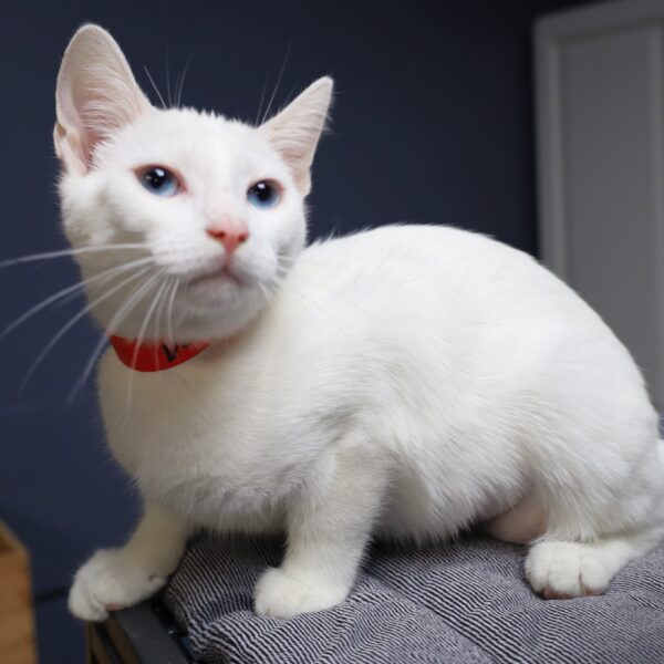 Dottie - Female, Born 5/6/23