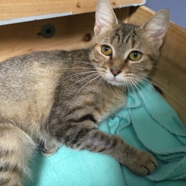 Georgia - Female, Born 8/26/22