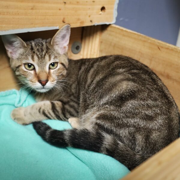 Hickory - Male, Born 6/4/23