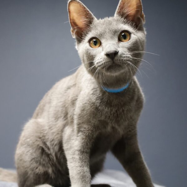 Kingston - Male, Born 3/9/23